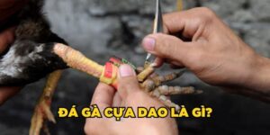 Bí quyết cực hay tăng khả năng đá gà cựa dao