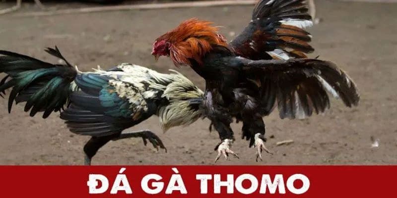 Đá Gà Thomo – Sân Chơi Chọi Kê Hấp Dẫn Chỉ Có Tại Gwin 1 Đá gà Thomo được biết đến như nào?