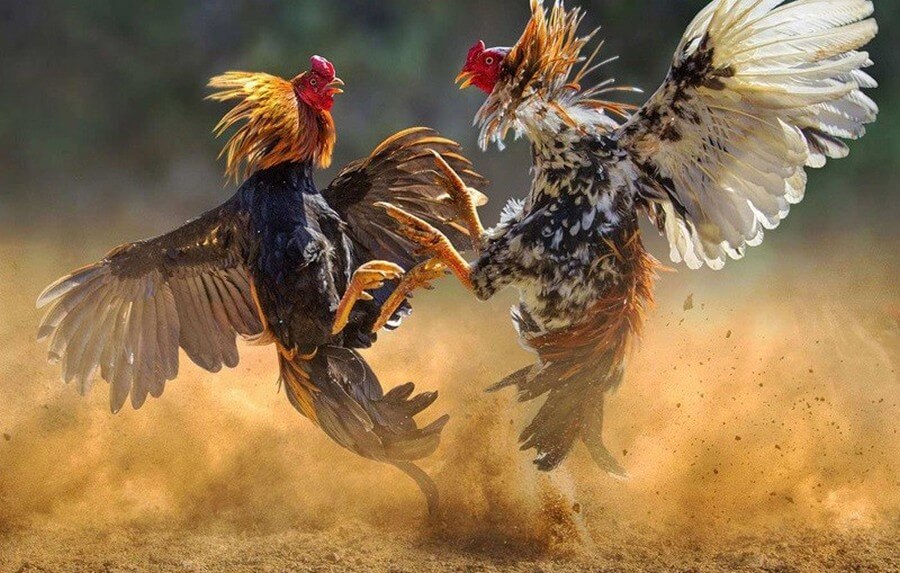 Kinh nghiệm chơi Đá Gà Online GWIN hiệu quả