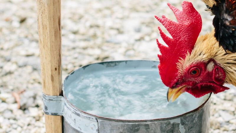 Những dụng cụ cần chuẩn bị để làm nước cho gà chọi