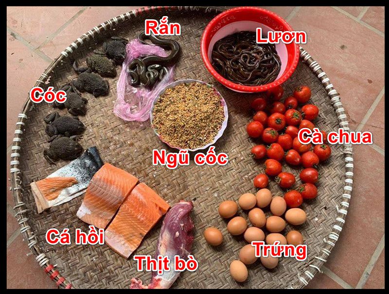 Gwin - Hướng Dẫn Cách Nuôi Gà Đá Tới Pin Hiệu Quả 3 Cách Nuôi Gà Đá Tới Pin – Giai đoạn vỗ béo