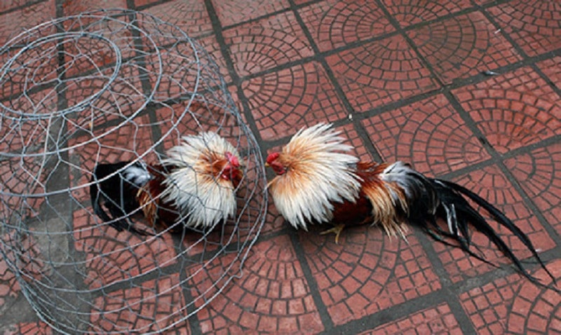 Gwin - Hướng Dẫn Cách Nuôi Gà Đá Tới Pin Hiệu Quả 4 Làm thế nào để nhận biết gà đá tới pin hiệu quả?