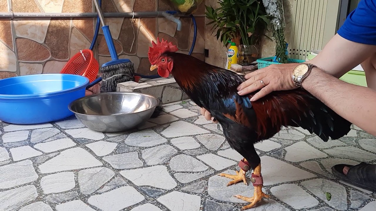 Gwin - Hướng Dẫn Cách Nuôi Gà Đá Tới Pin Hiệu Quả 2 Gwin - Hướng Dẫn Cách Nuôi Gà Đá Tới Pin Hiệu Quả