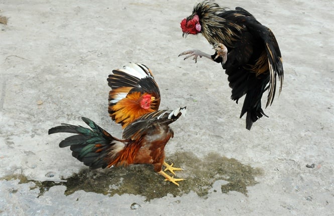 Tổng Hợp Các Giống Gà Có Màu Lông Độc Đáo