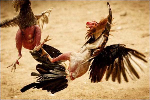 Những lưu ý khi xem đá gà đòn trực tiếp