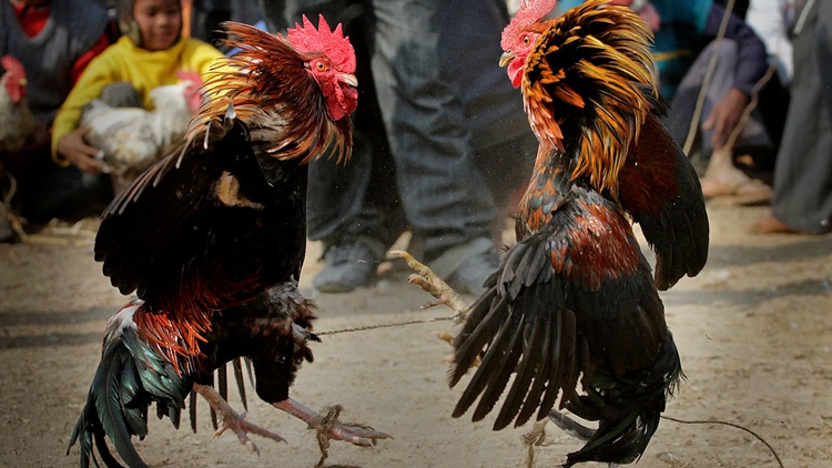 Đá Gà Đòn – Nghệ Thuật Truyền Thống và Sức Hấp Dẫn Bất Tận