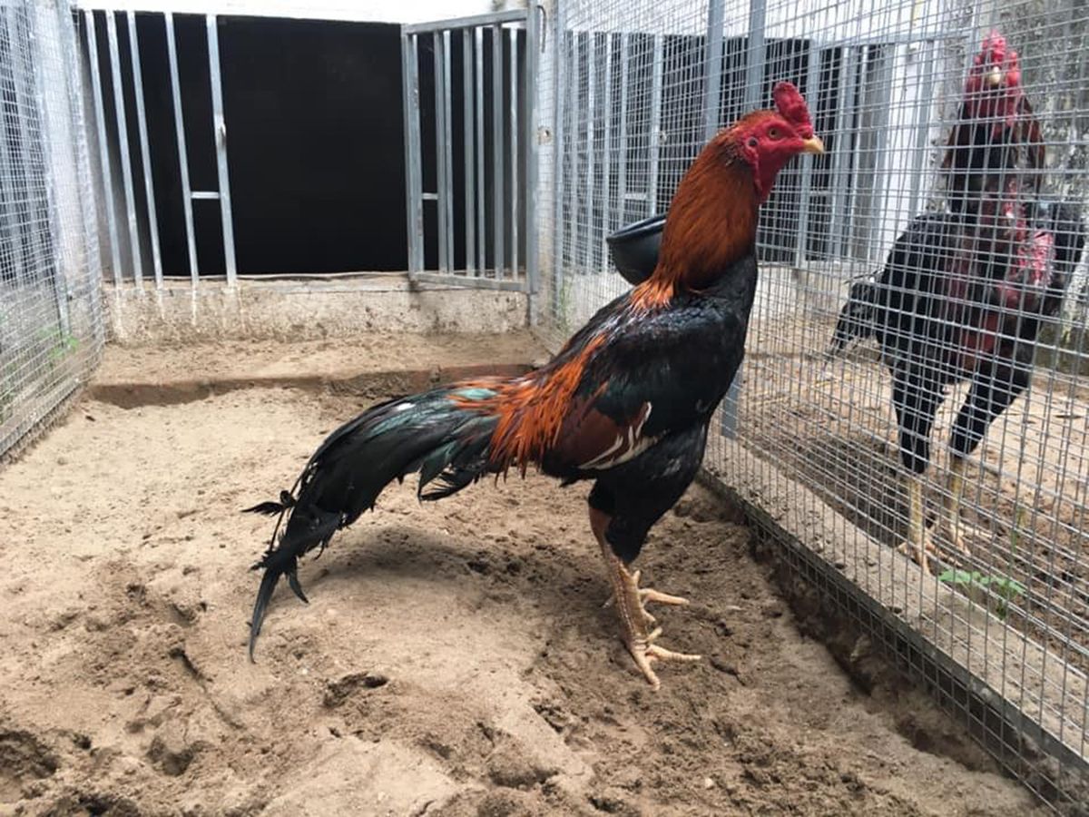 Gwin - Gà Chọi Thái – Ngoại Hình Đẹp Khiến Nhiều Kê Sư Mê Mẩn 2 Gwin - Gà Chọi Thái – Ngoại Hình Đẹp Khiến Nhiều Kê Sư Mê Mẩn