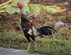 Đánh giá đòn lối, kỹ năng của Gà Chọi Thái