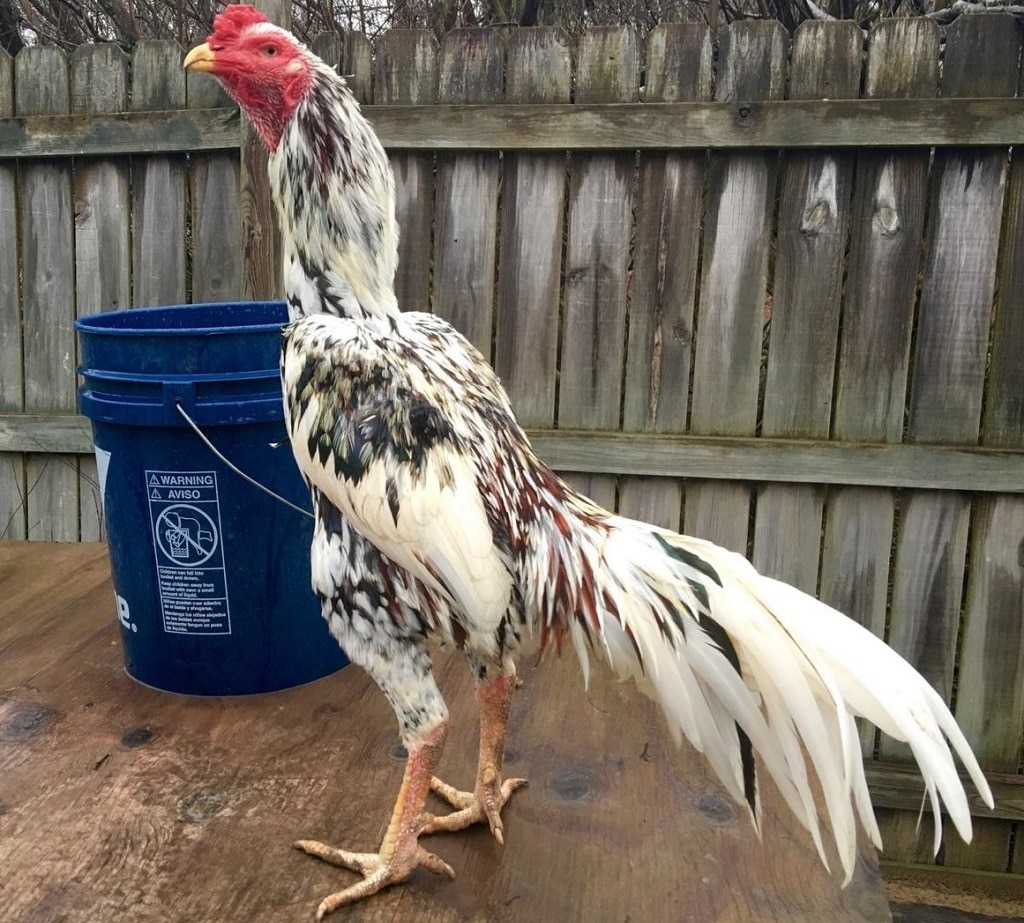 Gwin - Gà Chọi Thái – Ngoại Hình Đẹp Khiến Nhiều Kê Sư Mê Mẩn 4 Nuôi gà chọi Thái có khó không? Hướng dẫn cách nuôi gà đúng chuẩn