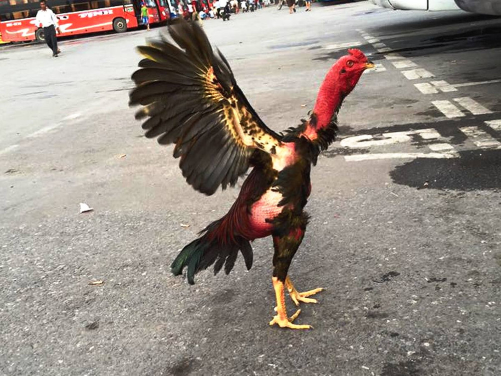 Thủ thuật nâng cao giá trị gà đá đẹp nhất