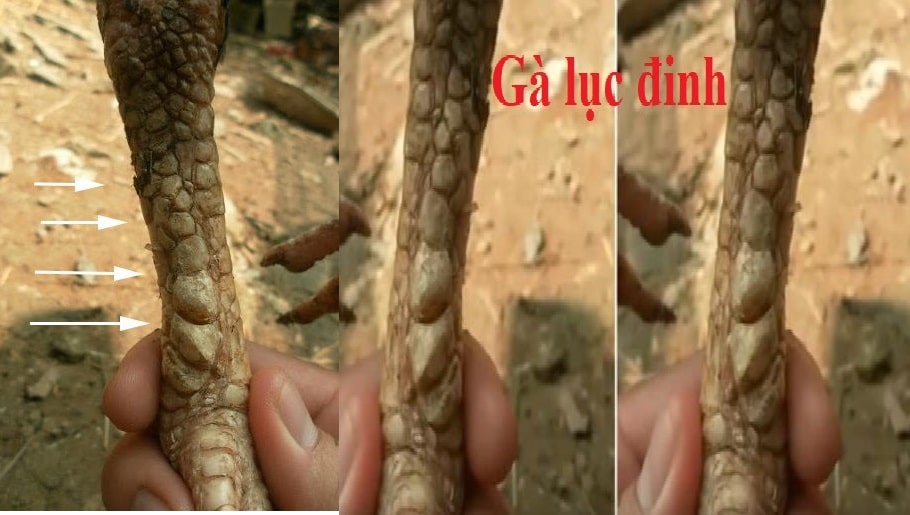 Gwin - Gà Linh Kê Giá Bao Nhiêu? Có Nên Đầu Tư? 3 Tại sao Gà Linh Kê lại được yêu thích đến vậy?