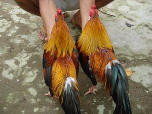 Gwin - Gà Linh Kê Giá Bao Nhiêu? Có Nên Đầu Tư?