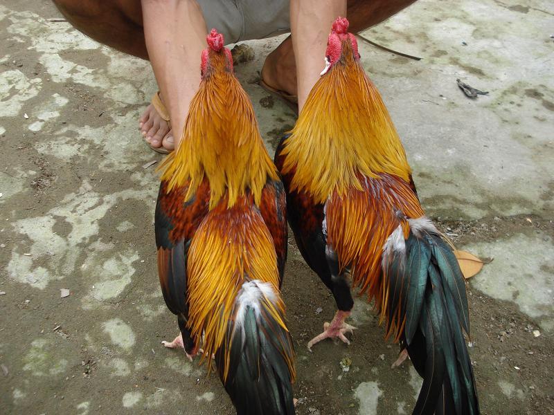 Gwin - Gà Linh Kê Giá Bao Nhiêu? Có Nên Đầu Tư? 2 Gwin - Gà Linh Kê Giá Bao Nhiêu? Có Nên Đầu Tư?