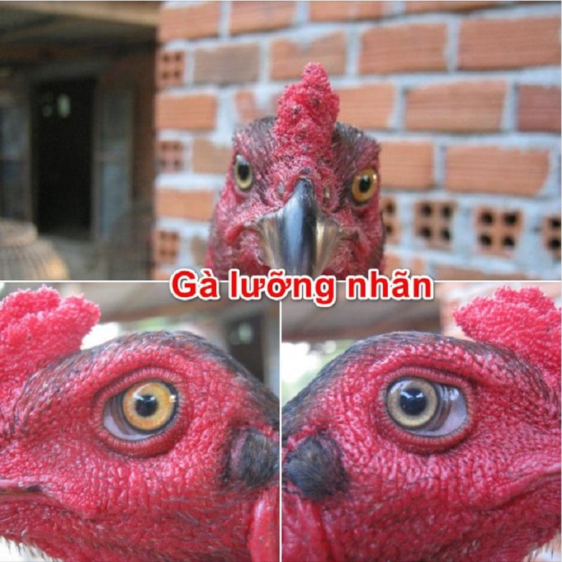 Gwin - Gà Linh Kê Giá Bao Nhiêu? Có Nên Đầu Tư? 4 7 giống Gà Linh Kê được săn đón nhất hiện nay