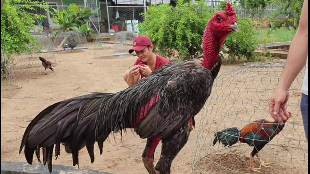 Gwin - Bí Quyết Chọn Hàng Độ Gà Chọi Chất Lượng Cho Sư Kê