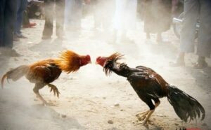 Lời cảnh báo và lưu ý khi chơi Đá Gà Chọi C1