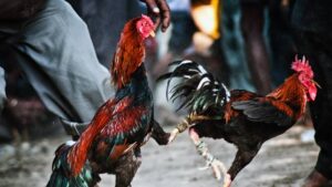 Đá Gà Cựa – Nghệ Thuật Chiến Kê Đỉnh Cao