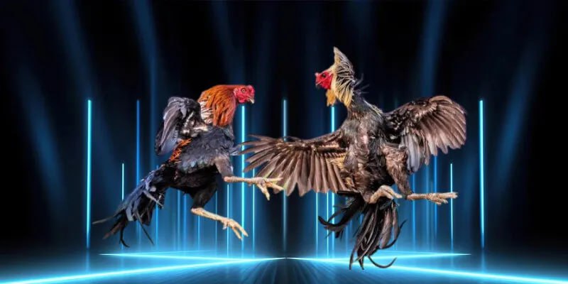 Luật chơi và cách tổ chức trận Đá Gà Mỹ Cựa Dao