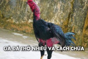 Gà Đá Thở Nhiều - Nguyên Nhân Và Cách Chăm Sóc