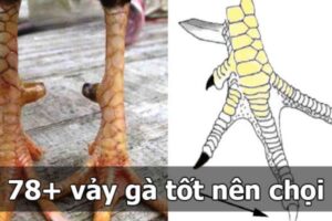 Vảy Gà Đá - Cách Xem Chuẩn Nhất Cho Người Mới Bắt Đầu