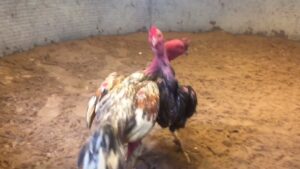 Kinh nghiệm xem và Xem Gà Đá Độ chuẩn từ cao thủ