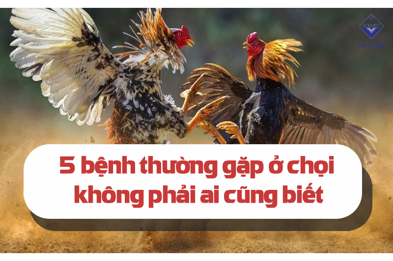 Gwin - Top 5 Bệnh Ở Gà Cựa Sắt Thường Gặp 3 Dấu Hiệu Nhận Biết Bệnh Ở Gà Cựa Sắt