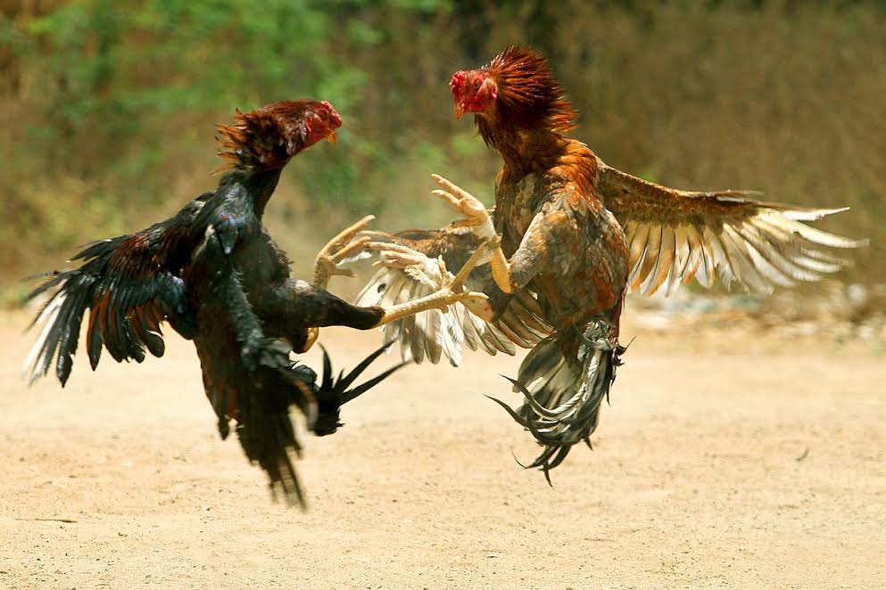 Bồ Gà Hà Tiên - 1 Khu Vực Đá Gà Gwin 2 Bồ Gà Hà Tiên - Khu Vực Đá Gà Gwin