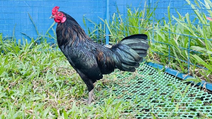 Top 5 Giống Gà Đá Cựa Sắt Hót Hít Năm 2026 - Gwin 4 Giống Gà Cuban – Giống Gà Đá Cựa Sắt